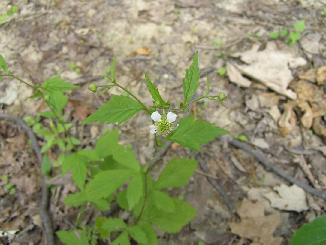 White Avens