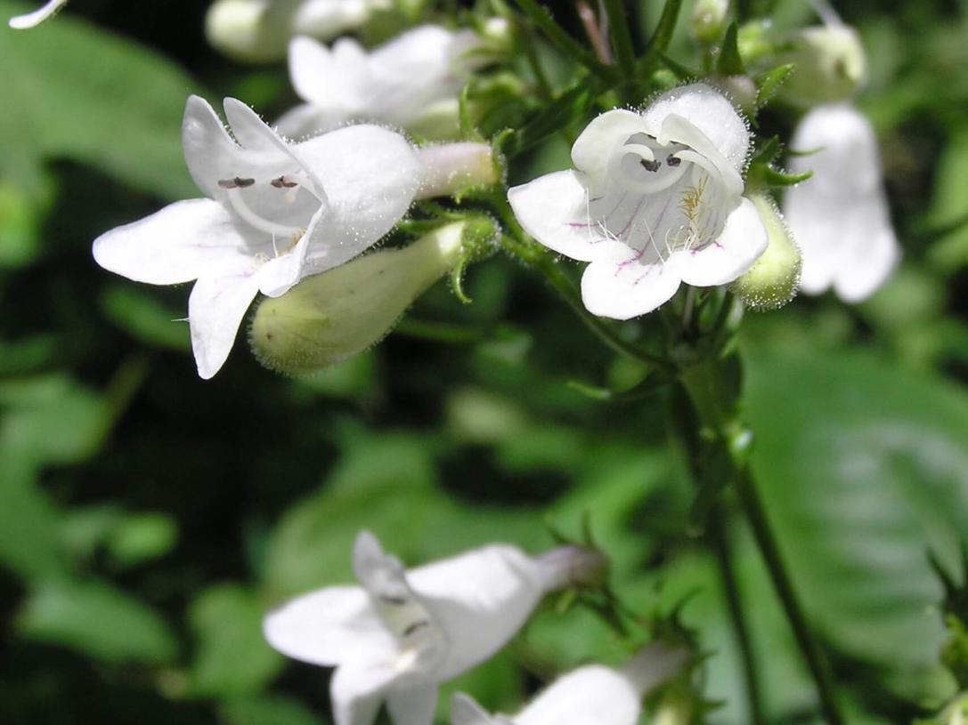 White Beardtongue flower