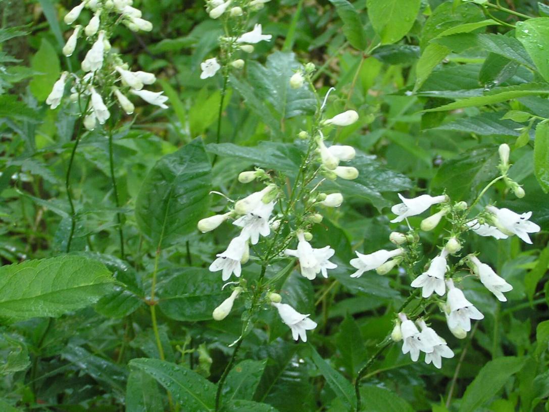 White Beardtongue habit