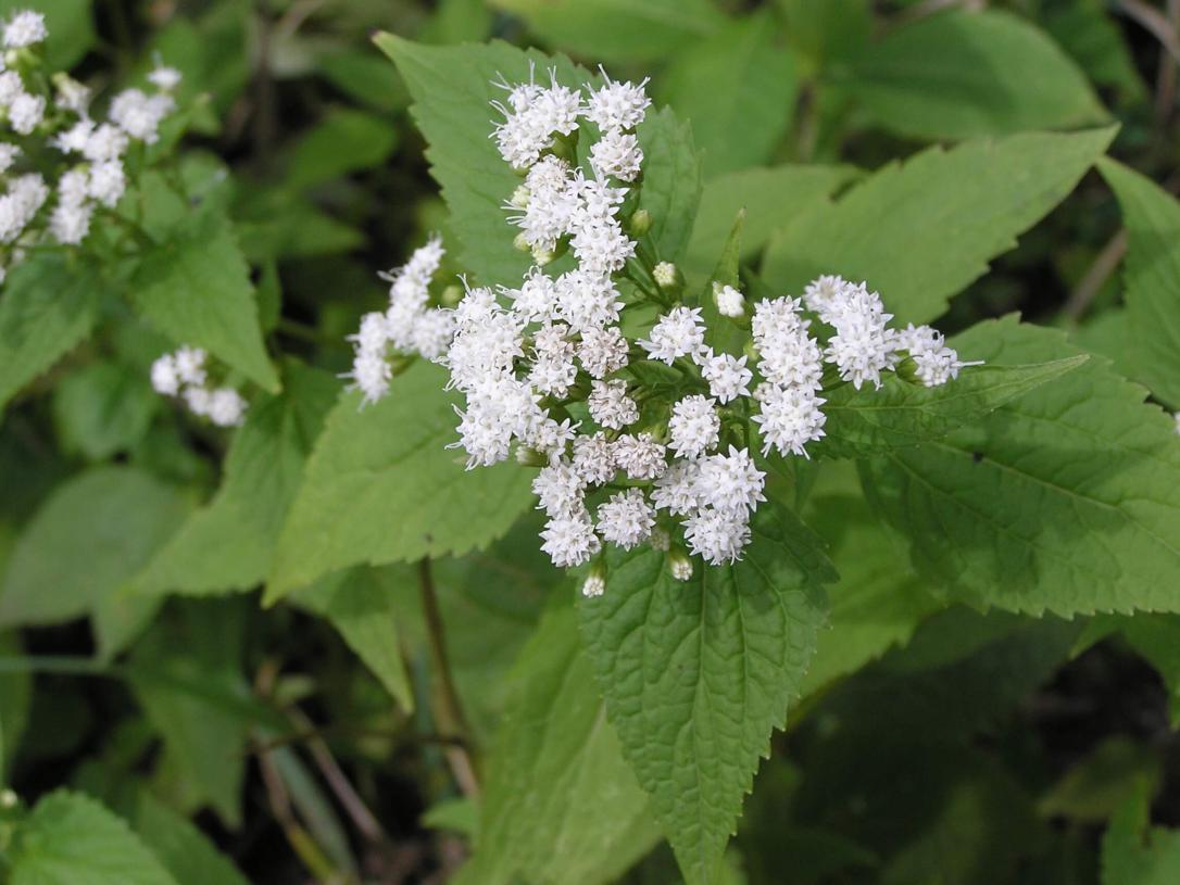 White Snakeroot flower