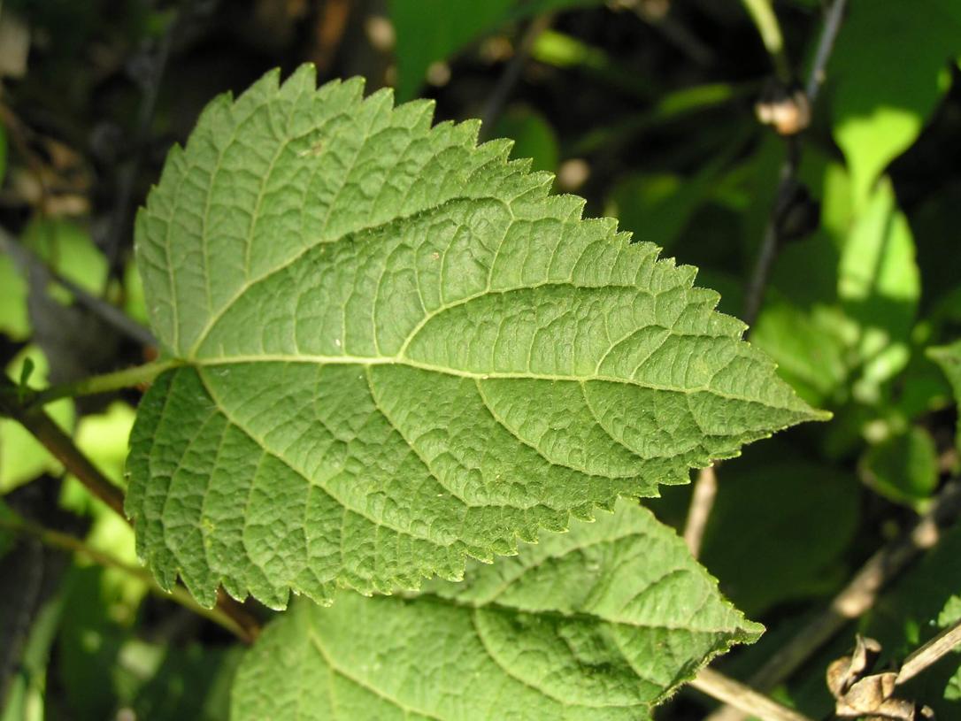 White Snakeroot leaves
