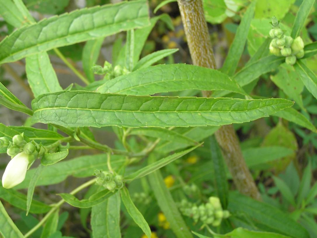 White Turtlehead leaves
