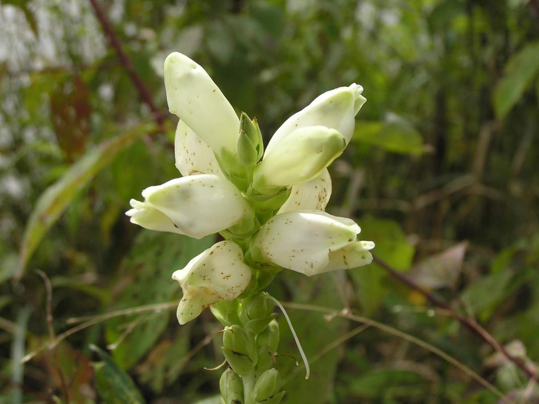 White Turtlehead