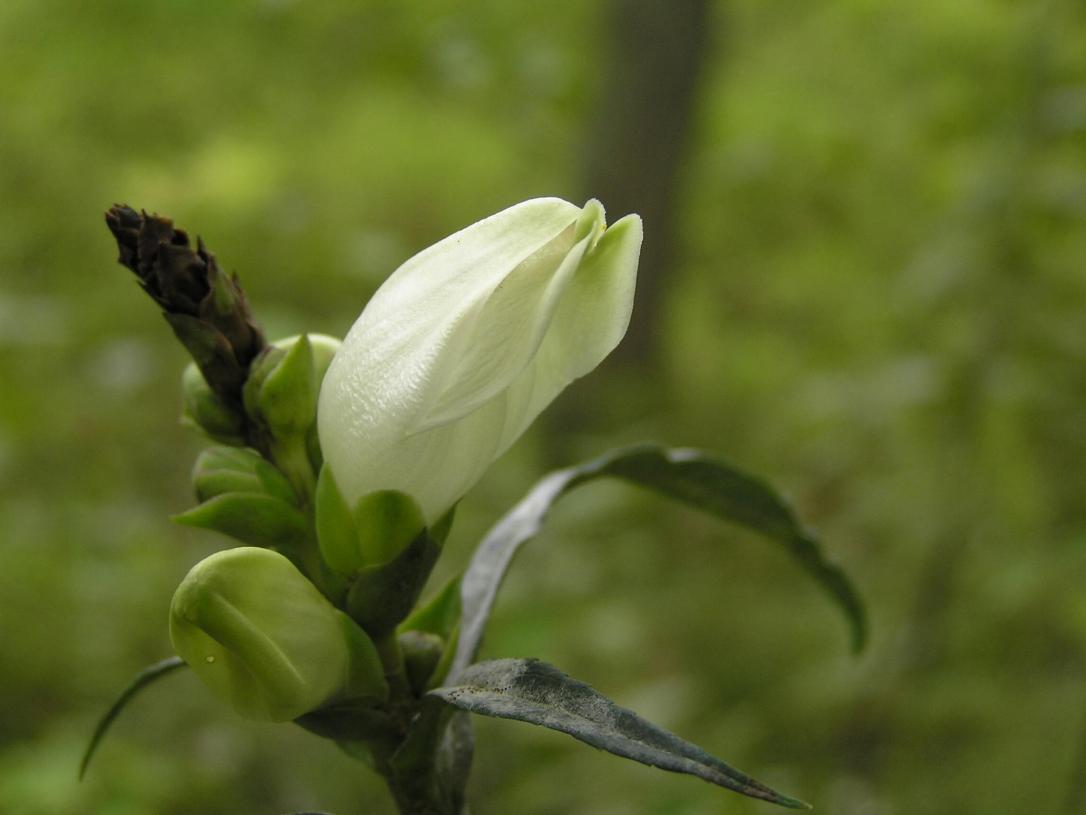 White Turtlehead