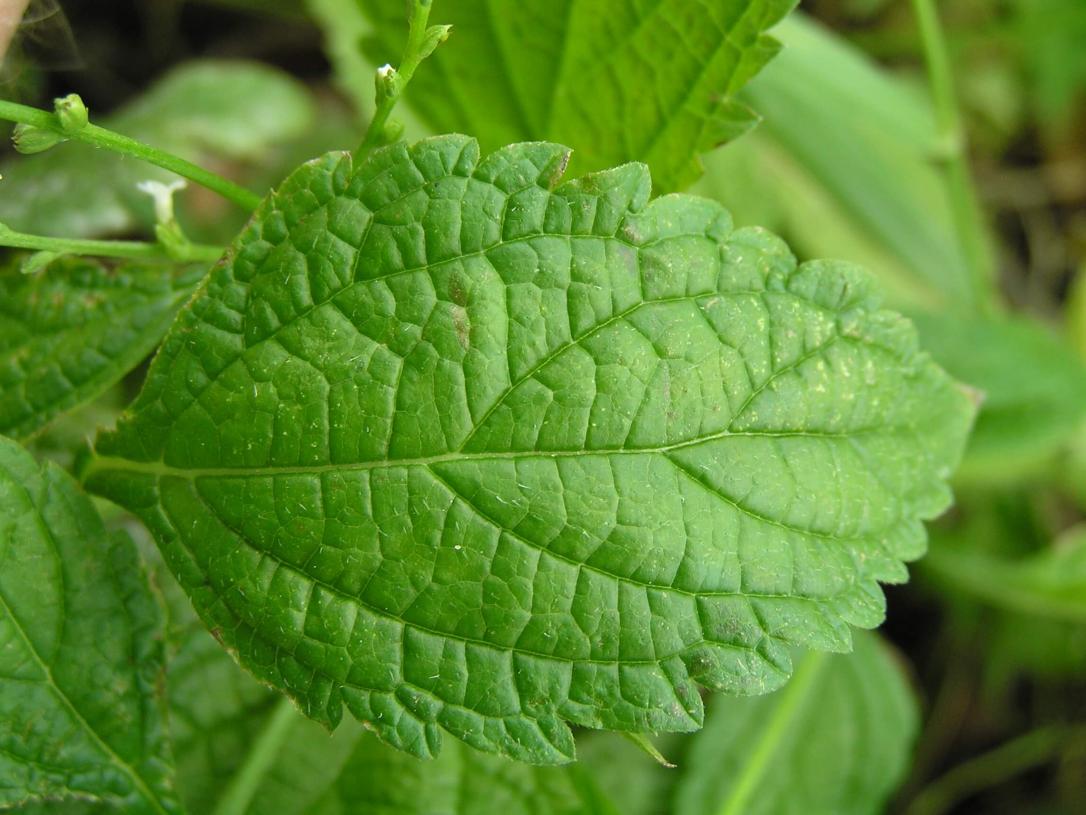 White Vervain leaves