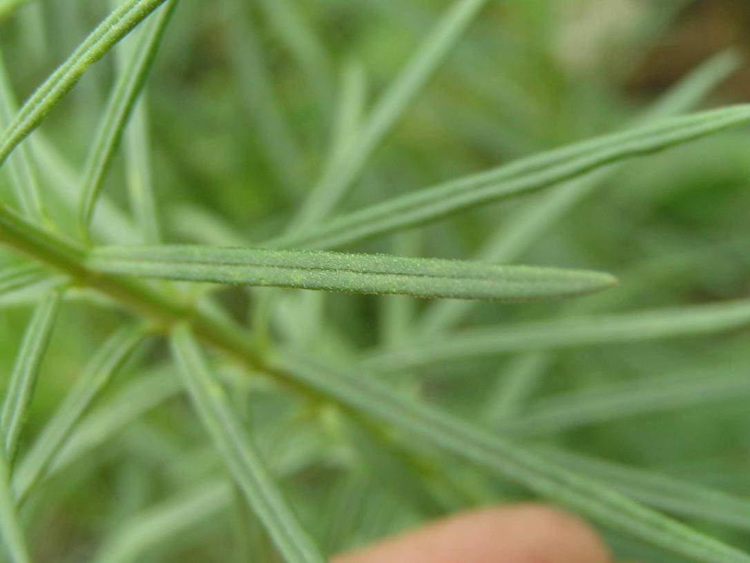 Whorled Milkweed leaves