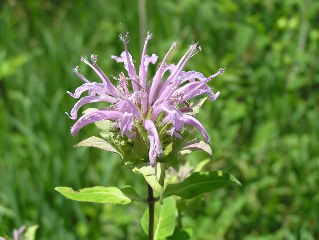 Wild Bergamot flower