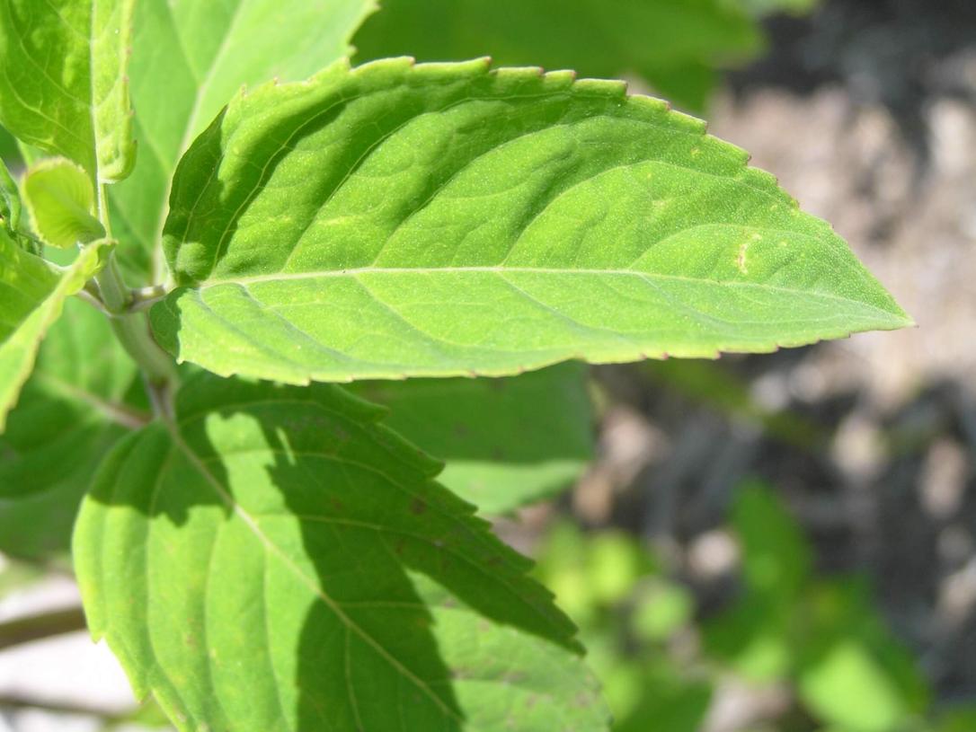 Wild Bergamot leaves