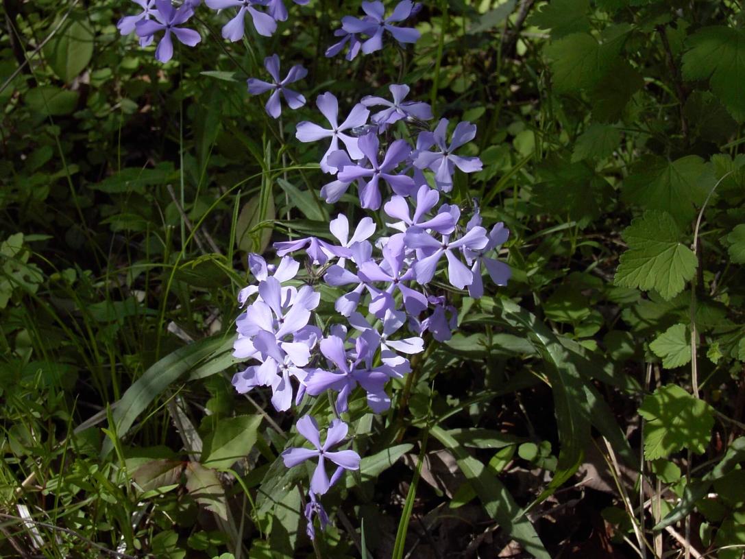 Wild Blue Phlox habit