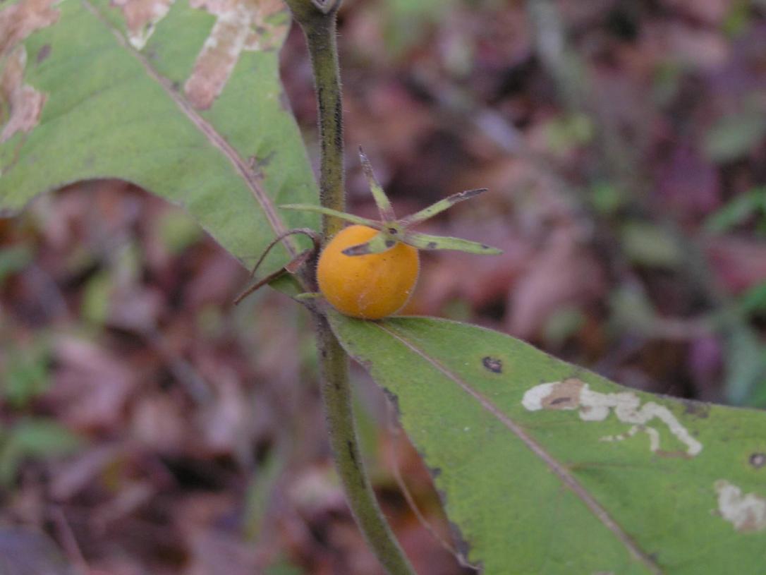 Wild Coffee fruit