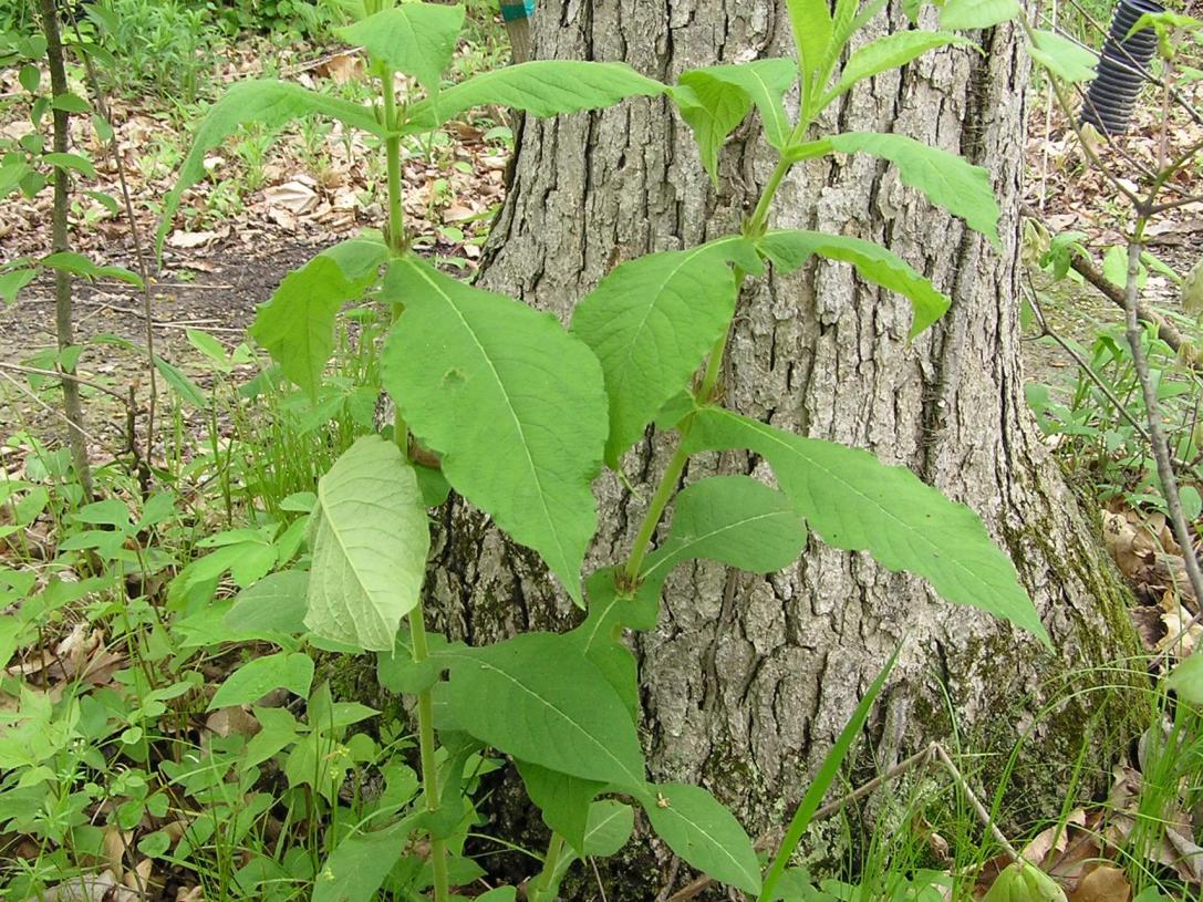 Wild Coffee habit