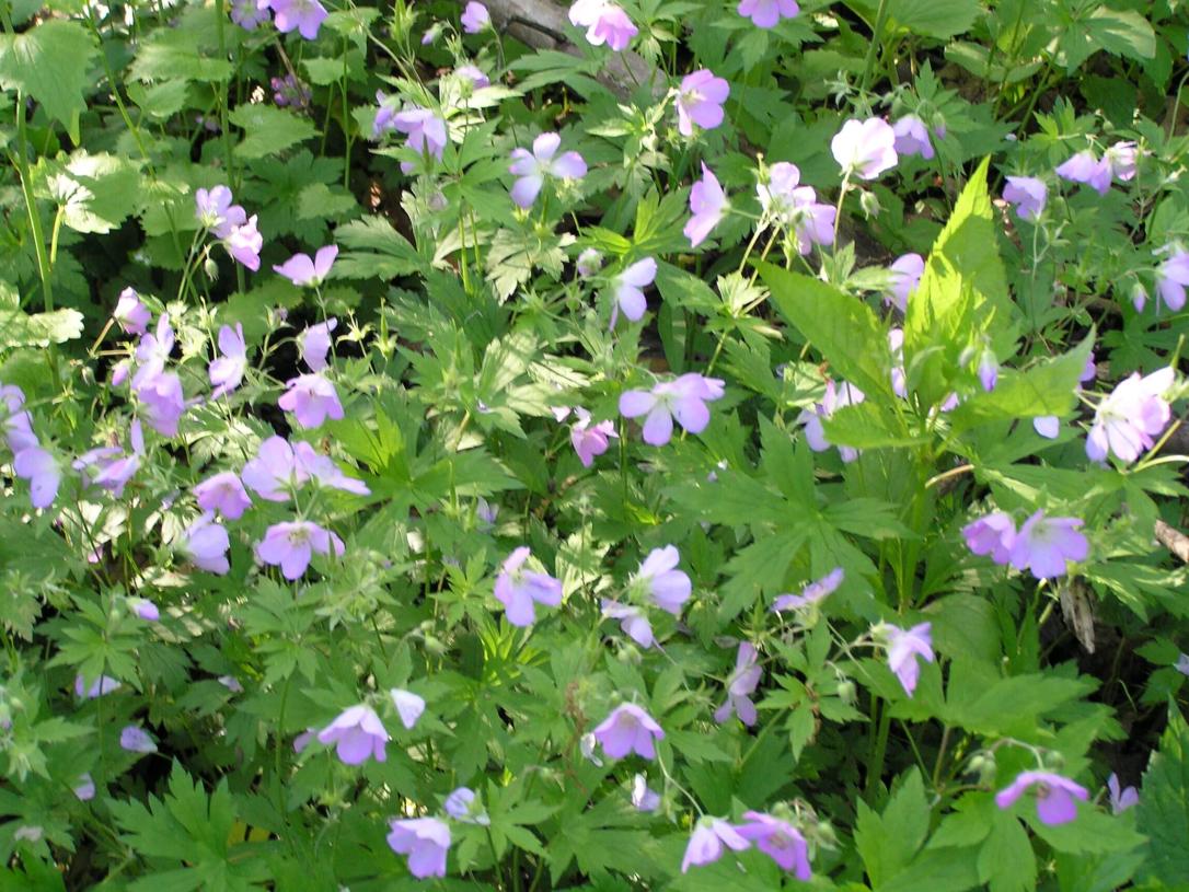 Wild Geranium flower
