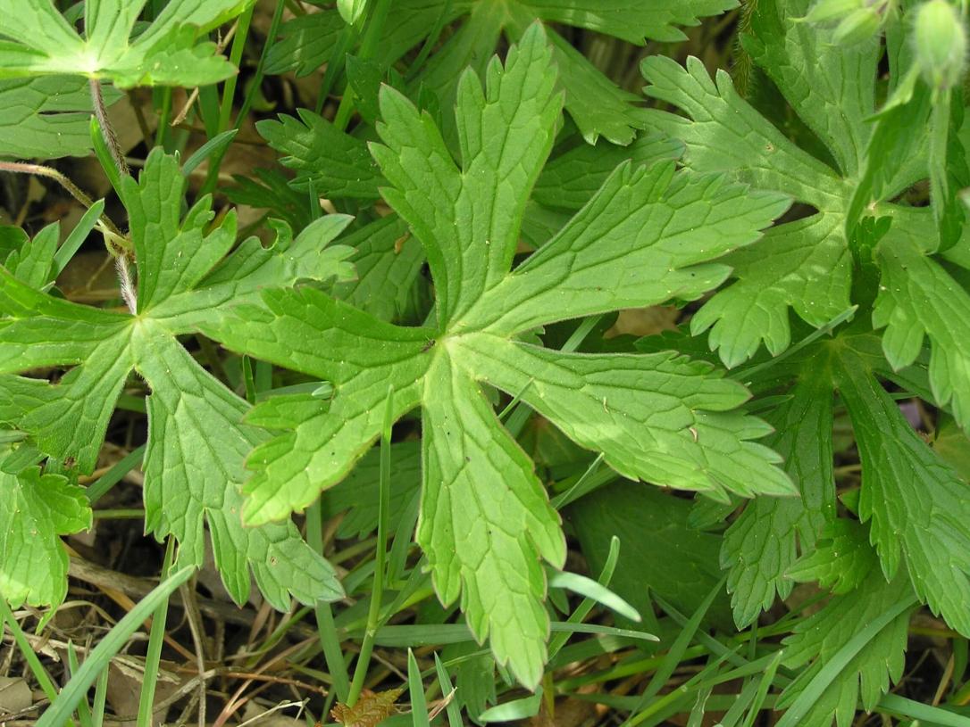 Wild Geranium leaves