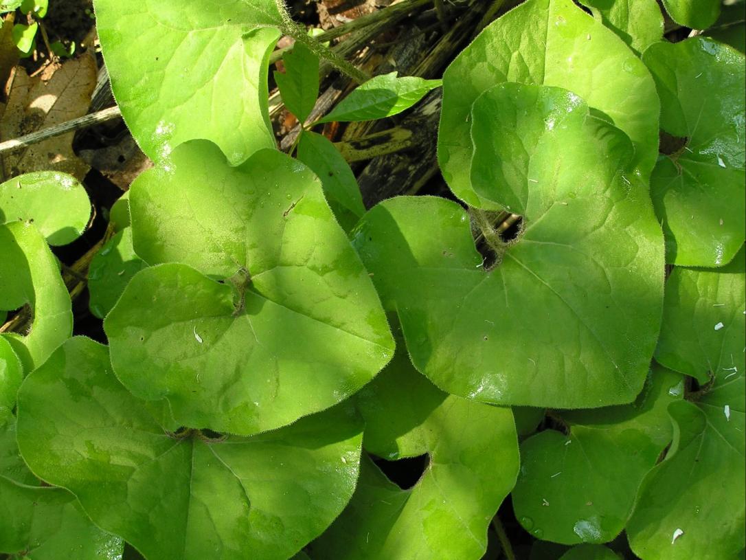 Wild Ginger