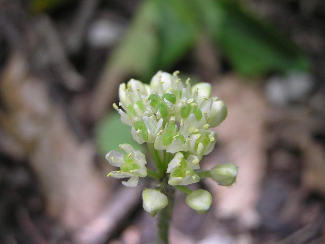 Wild Leek flower