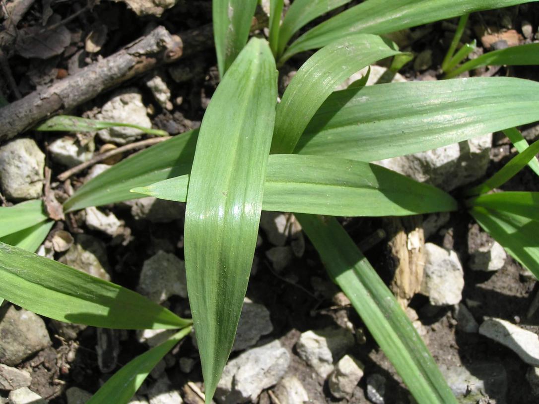 Wild Leek leaves