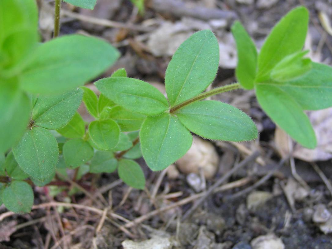 Wild Licorice leaves