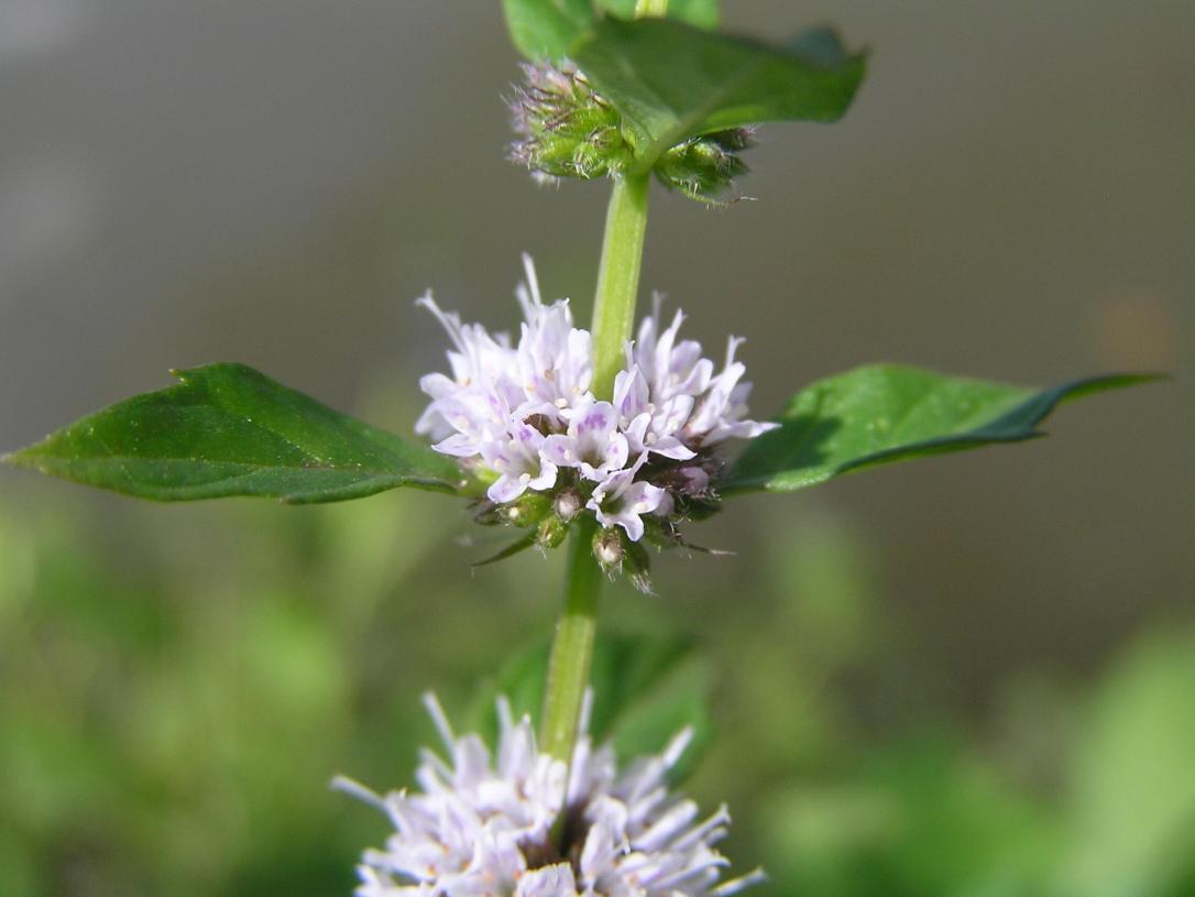 Wild Mint flower
