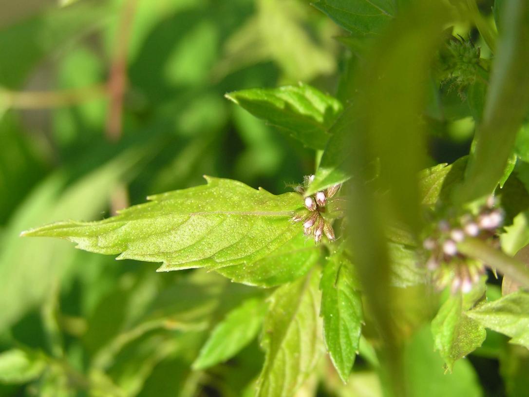 Wild Mint leaves