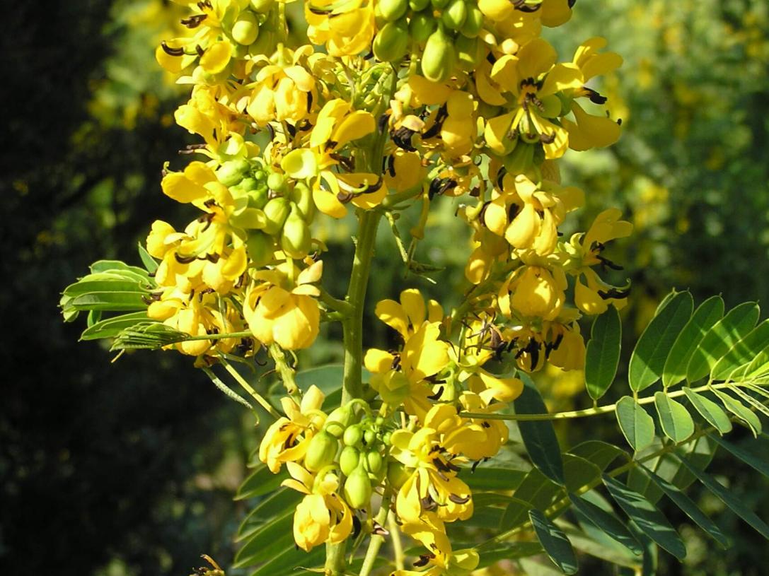 Wild Senna flower