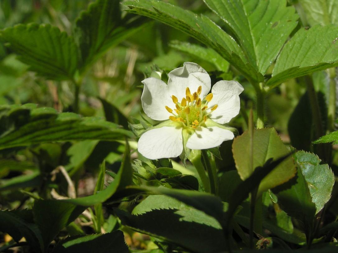 Wild Strawberry flower