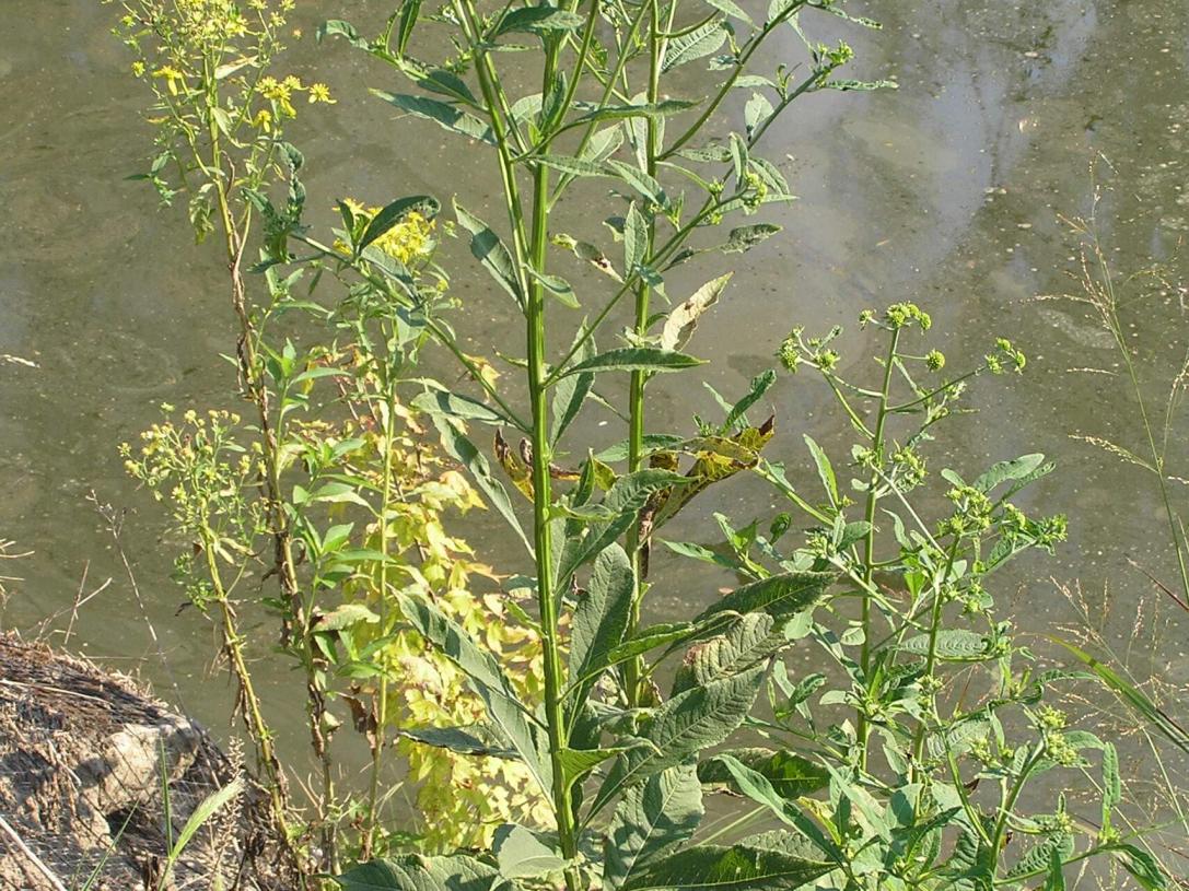 Wingstem habit