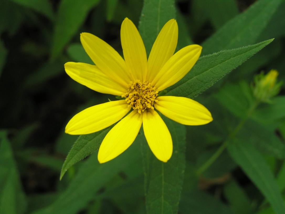 Woodland Sunflower flower