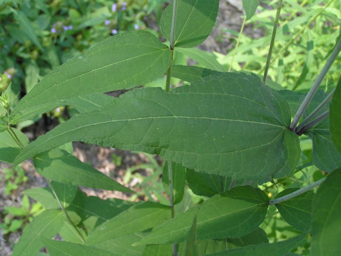 Woodland Sunflower leaves