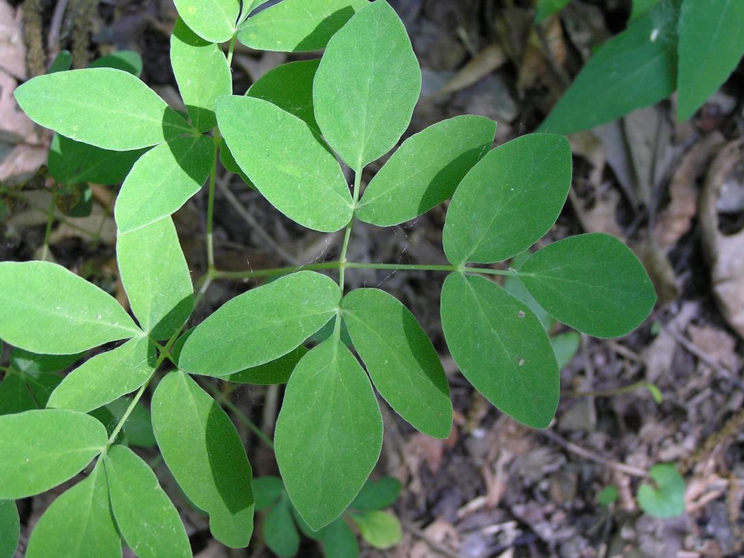 Yellow Pimpernel leaves