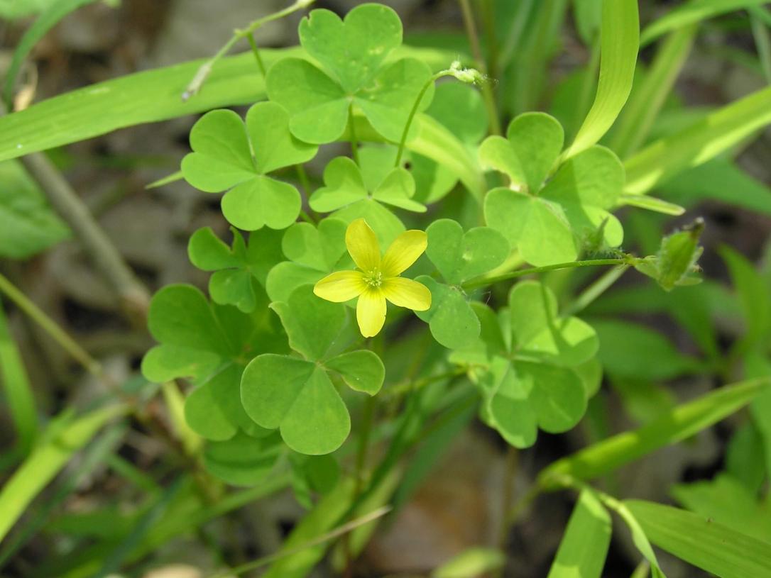 Yellow Wood Sorrel