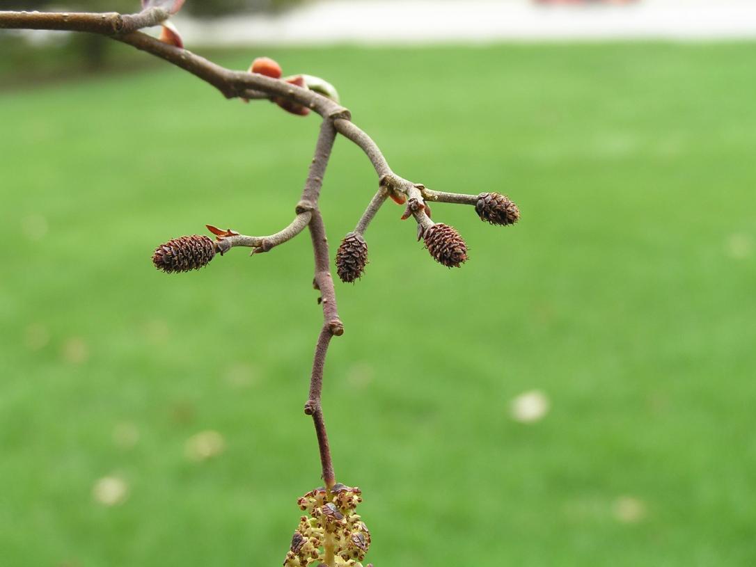 Black Alder flower