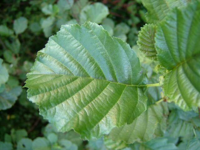 Black Alder leaves