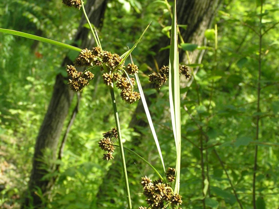 Bulrush Green