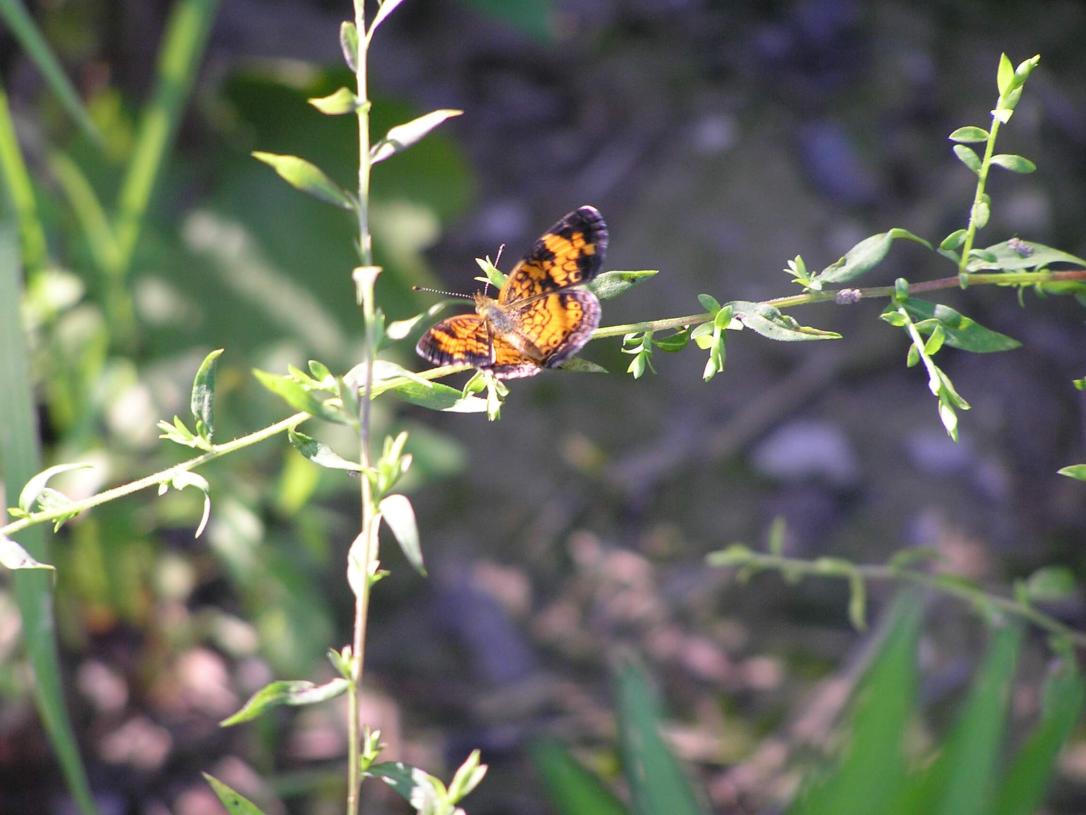 Checkerspot Butterfly