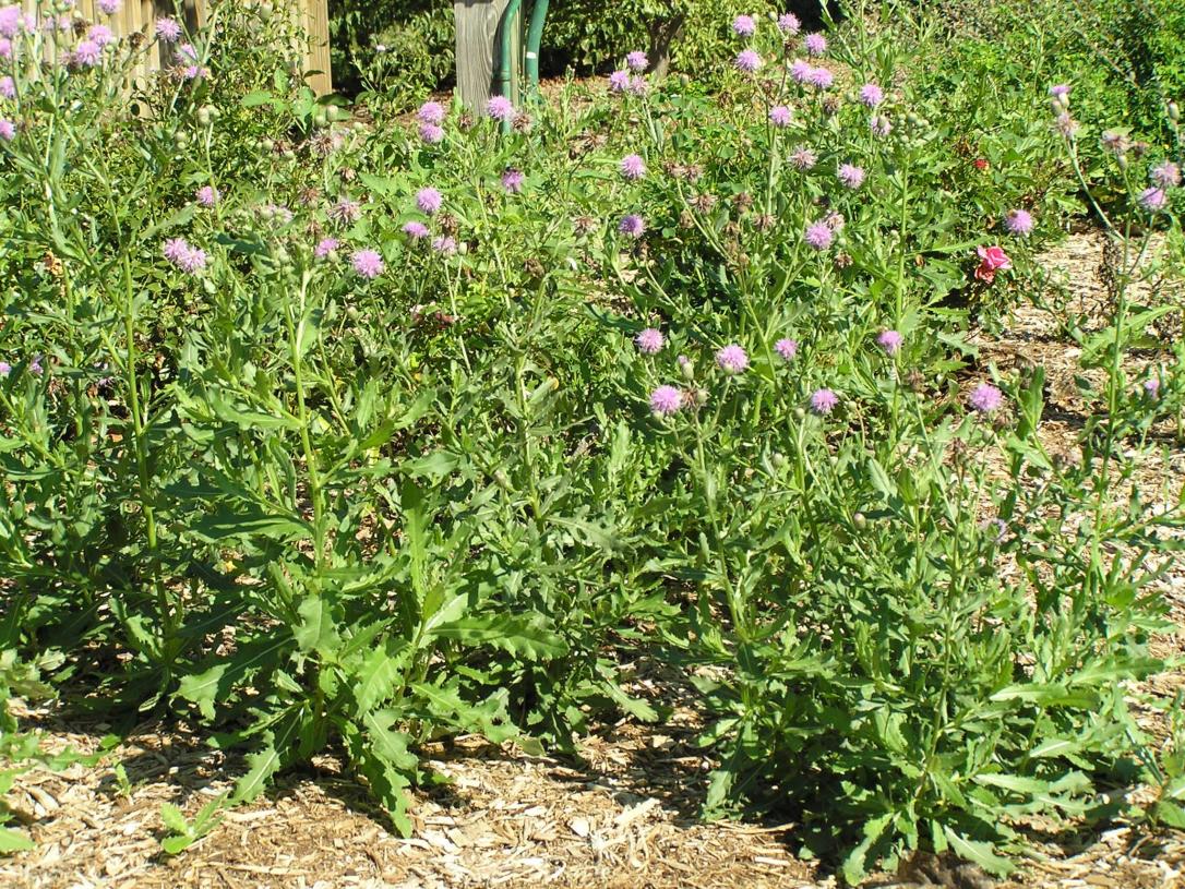 Canada Thistle habit