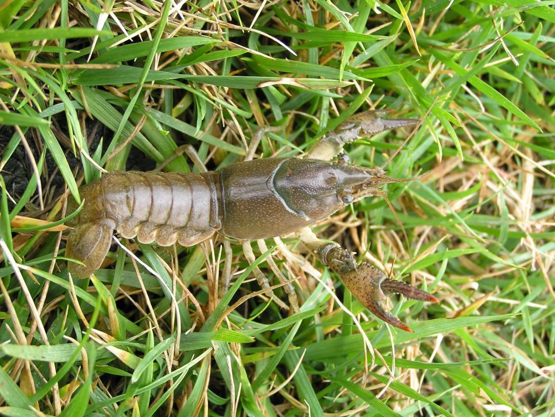 Crayfish