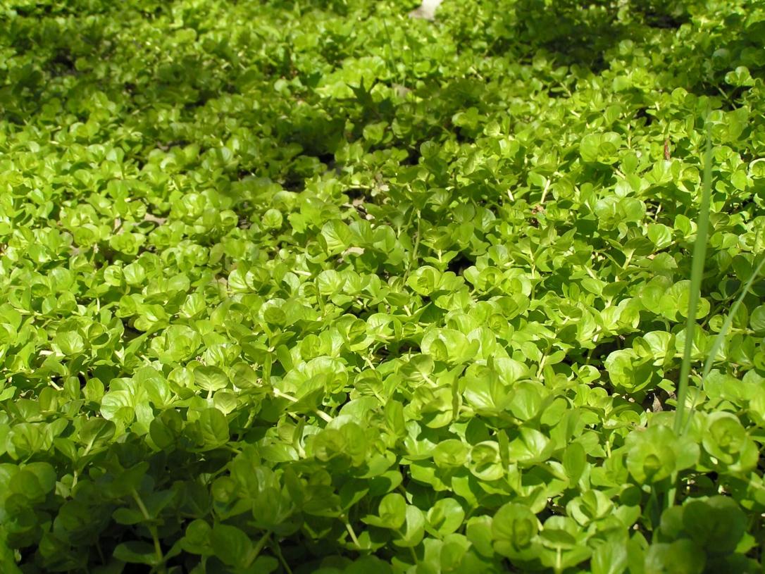 Creeping Jenny habit