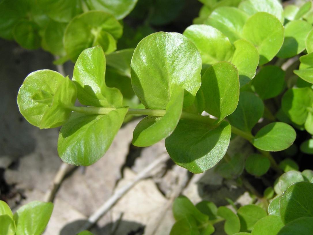 Creeping Jenny leaves