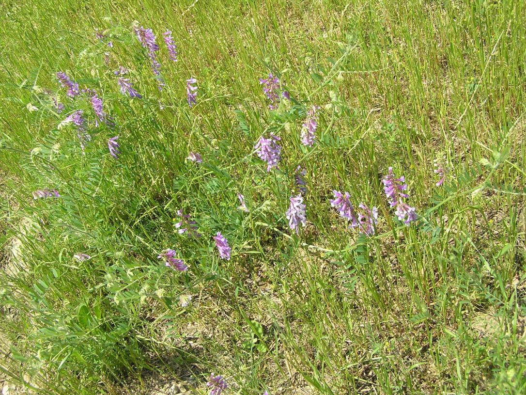 Crown Vetch habit