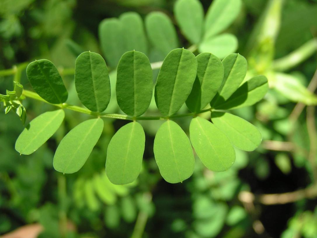 Crown Vetch leaves