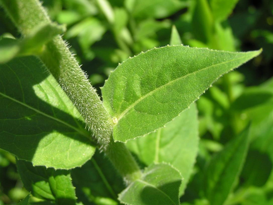 Dames Rocket leaves