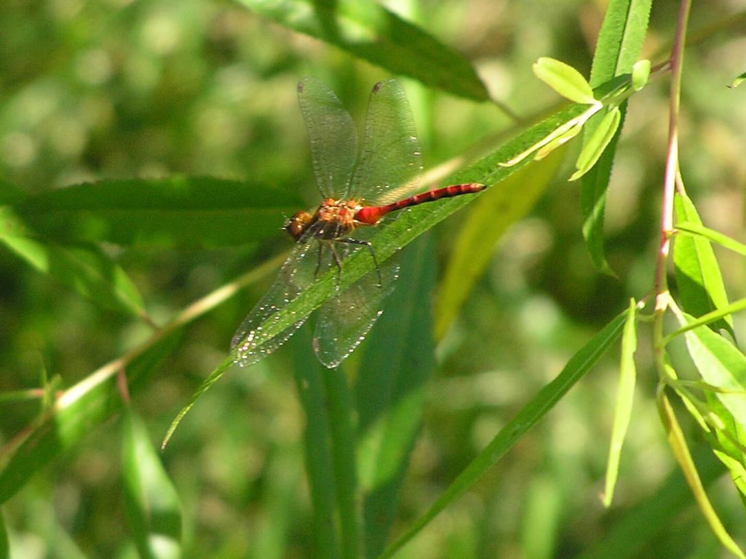 Rudy Meadowhawk Dragonfly