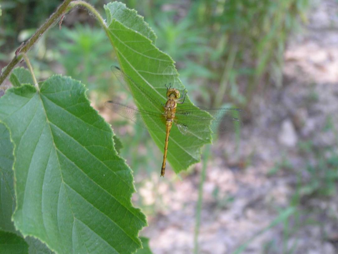 Smoky Shadowdragon Dragonfly