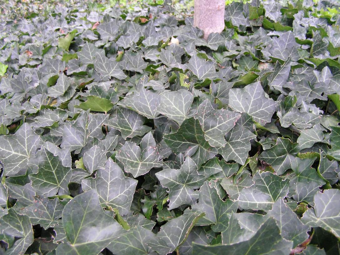 English Ivy habit