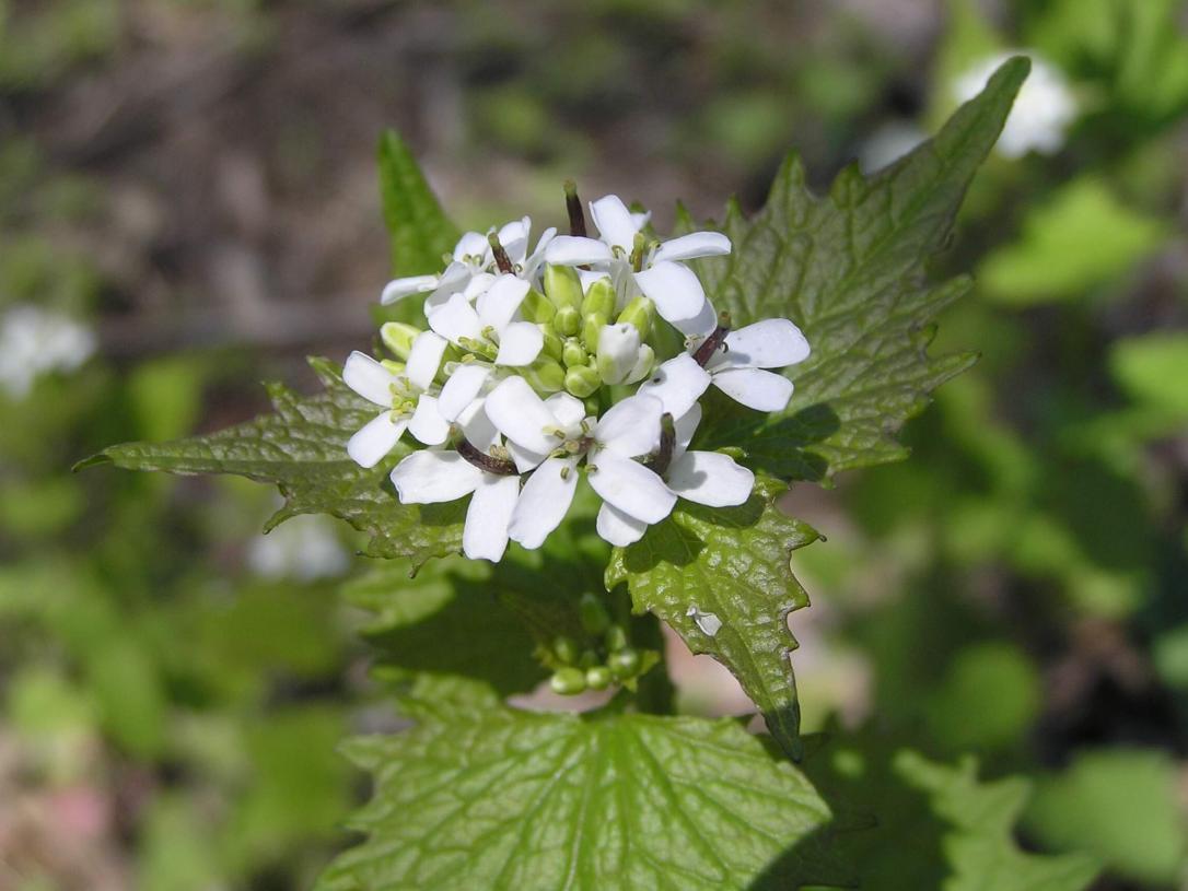Garlic Mustard flower