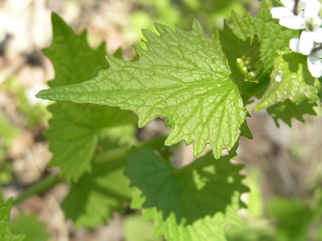 Garlic Mustard leaves