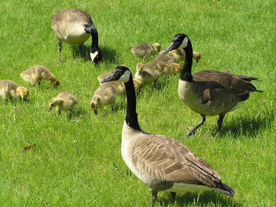 Canada Geese
