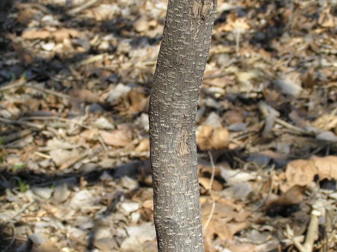 Glossy Buckthorn bark