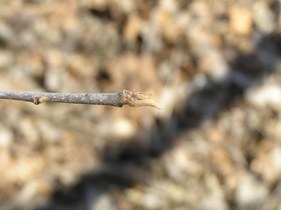 Glossy Buckthorn bud