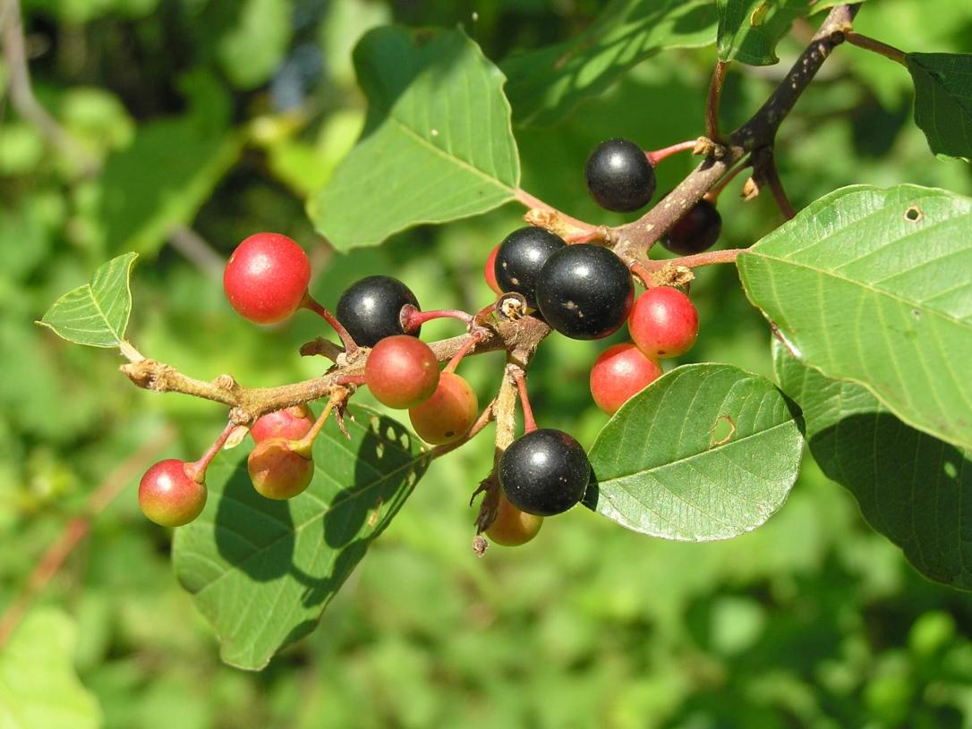 Glossy Buckthorn fruit